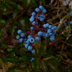 blaue Beeren