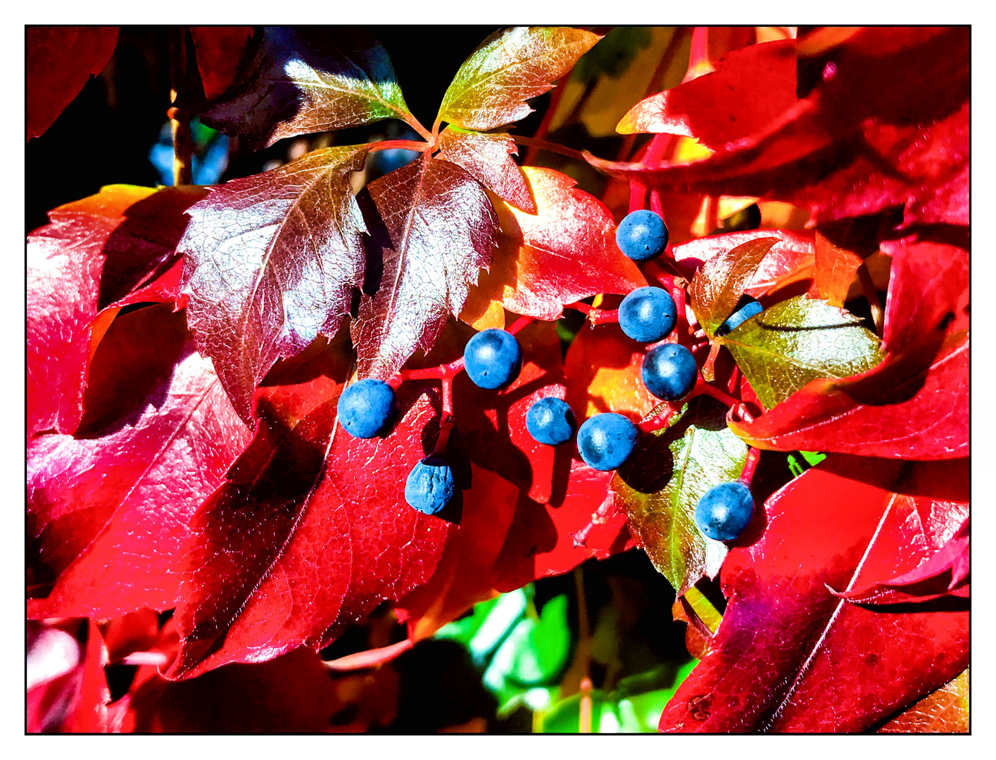 Blaue Beeren in roten Blättern