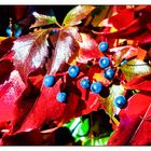 Blaue Beeren in roten Blättern
