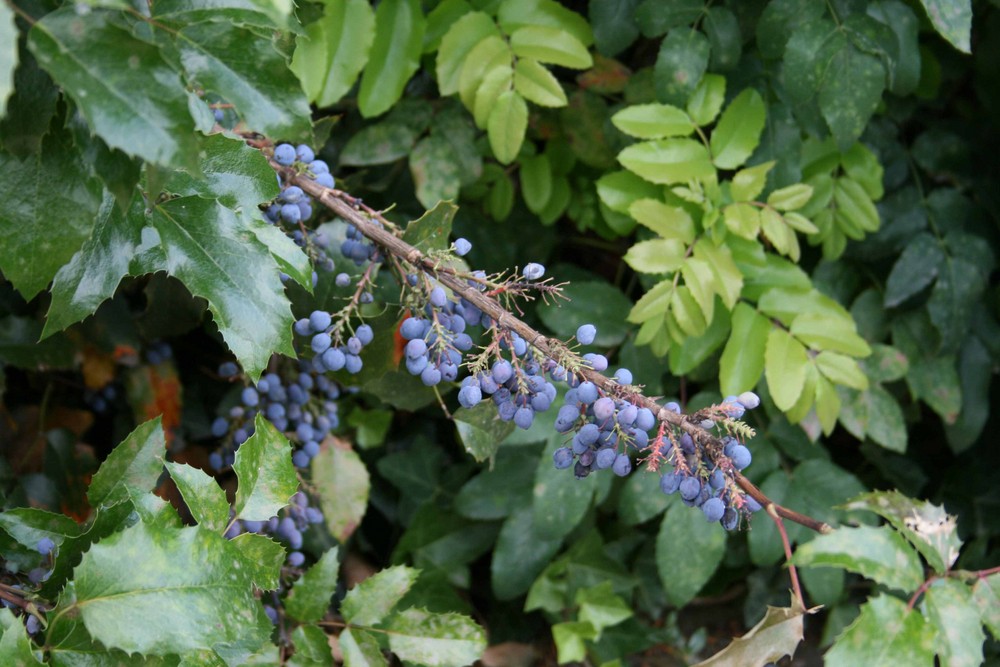 Blaue Beeren irgendwo in Frankfurt City