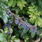 Blaue Beeren irgendwo in Frankfurt City