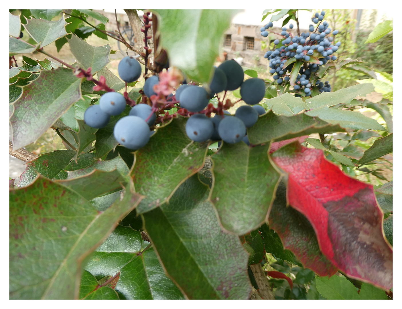 Blaue Beeren mit rotem Blatt
