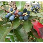 Blaue Beeren mit rotem Blatt