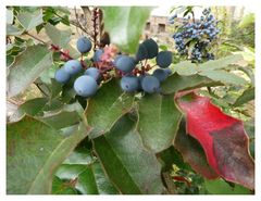 Blaue Beeren mit rotem Blatt