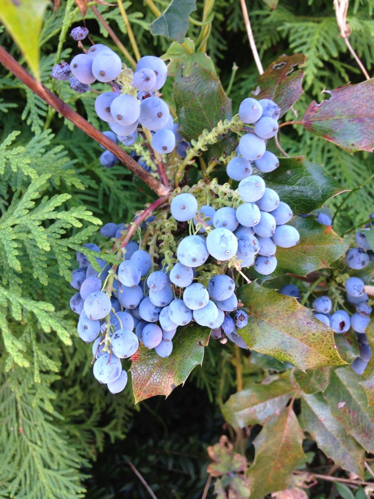 Blau(e) Beeren vom Mahoniestrauch. Foto & Bild pflanzen, pilze
