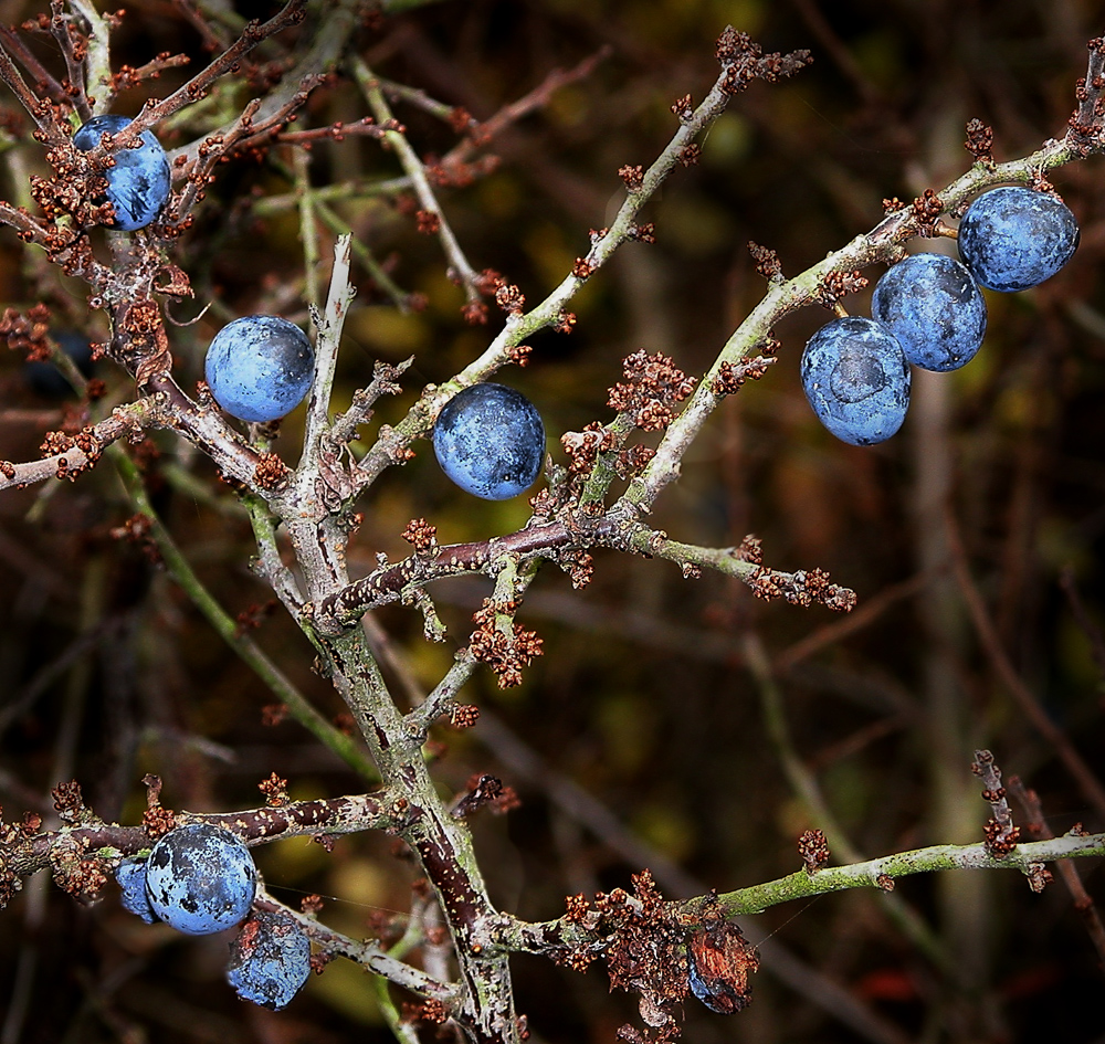 blaue Beeren zieren trockene Äste