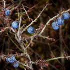 blaue Beeren zieren trockene Äste