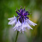 Blaue , beinahe verblühte Kornblume