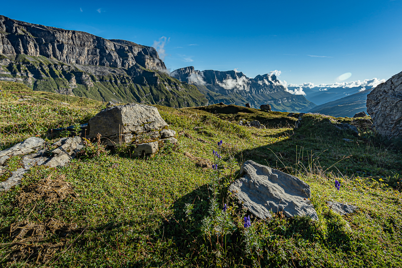 blaue Bergblumen vor imposanter Bergkulisse