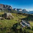 blaue Bergblumen vor imposanter Bergkulisse