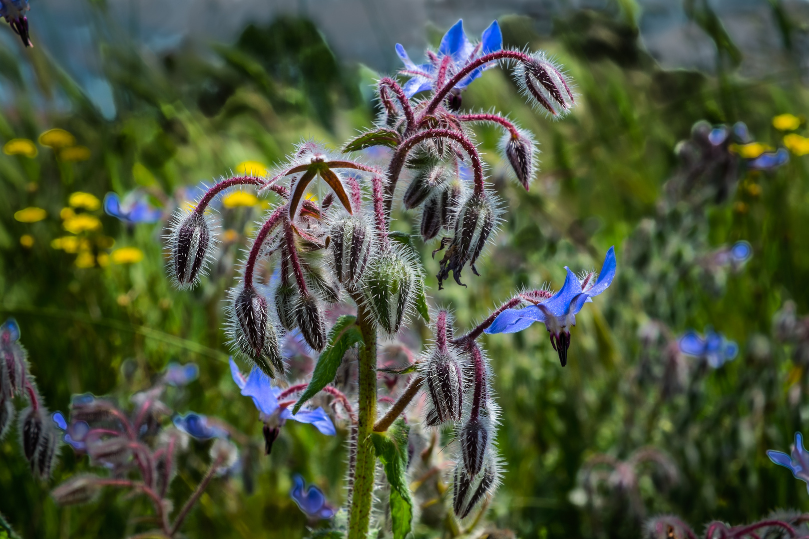 Blaue Blöhmmmchen