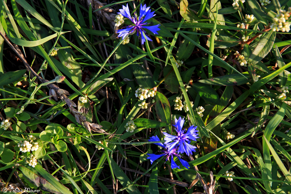 Blaue Blümchen