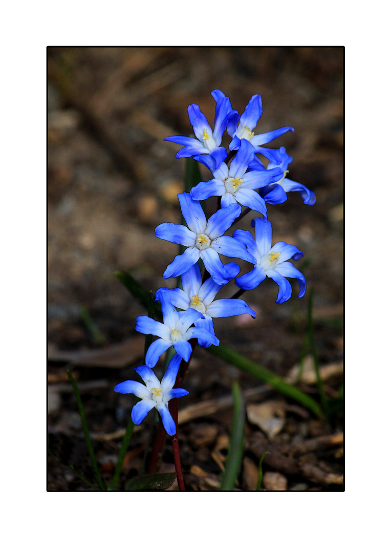 Blaue Blümchen