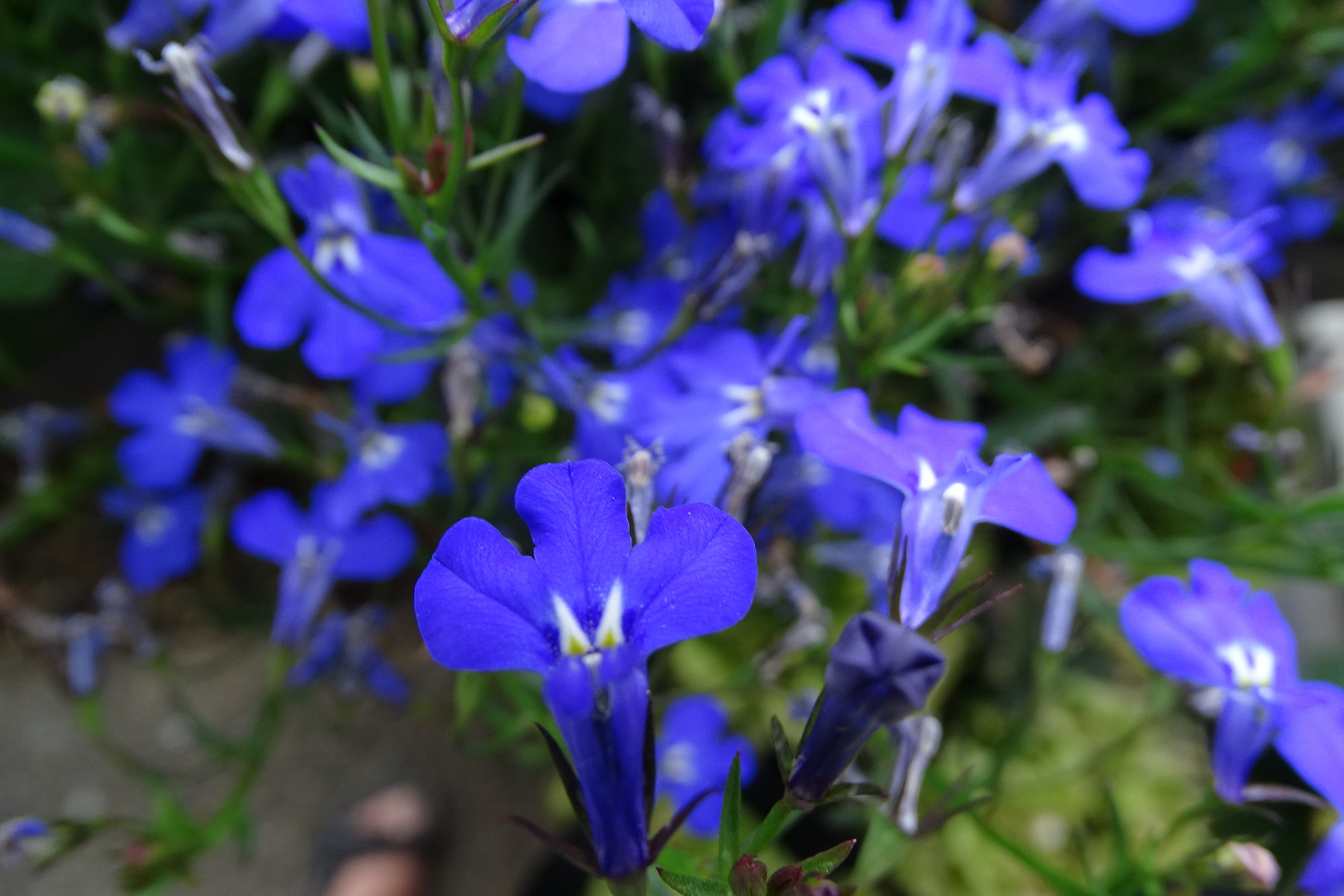 Blaue Blümchen.