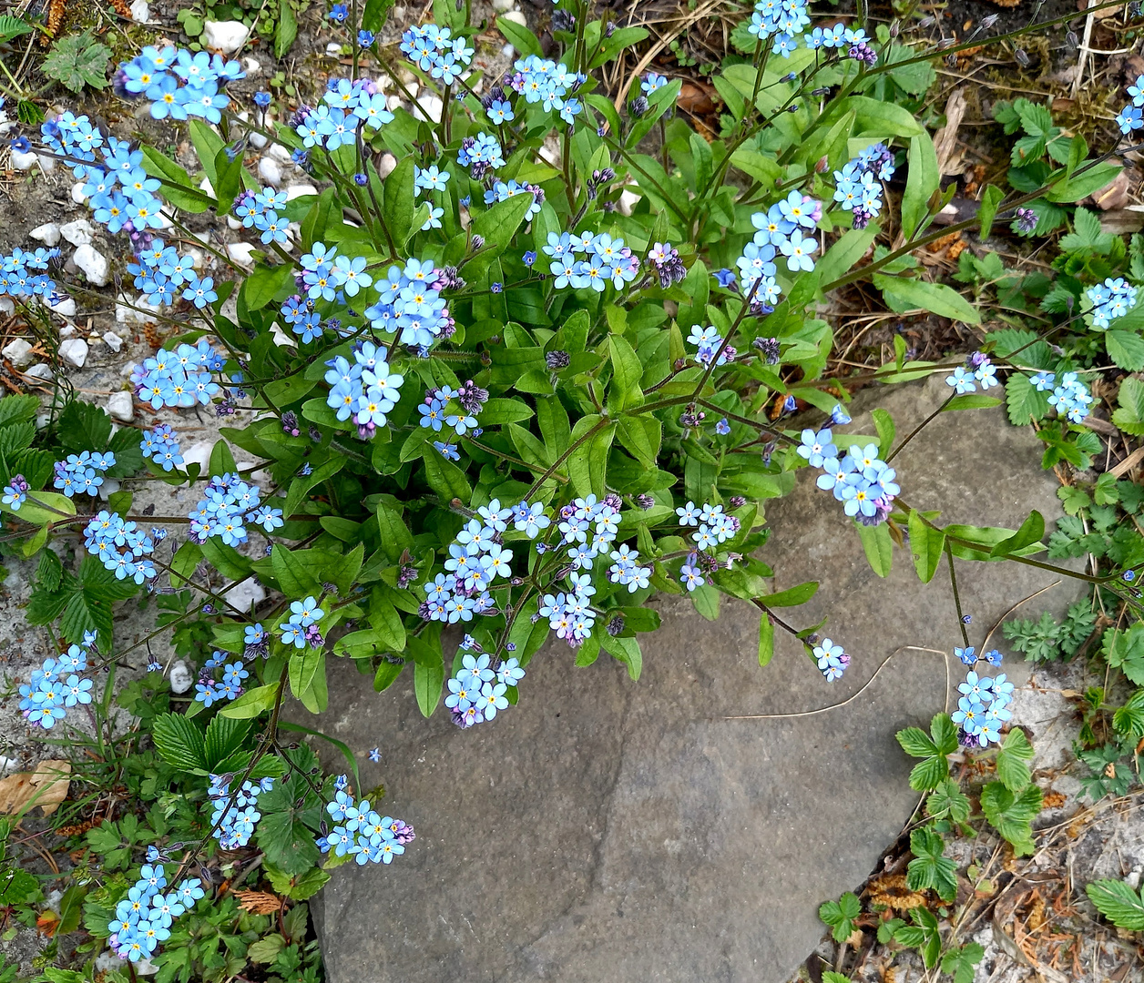 blaue Blümchen