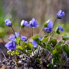 blaue Blümchen