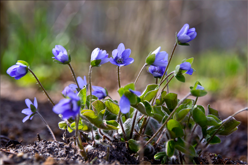 blaue Blümchen