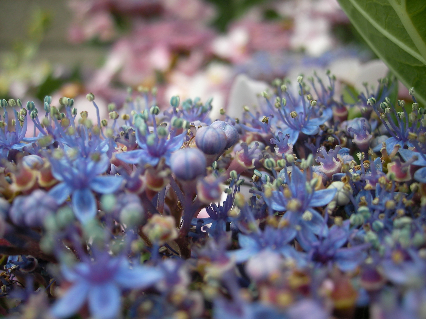 Blaue Blümchen