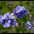 blaue Blümchen