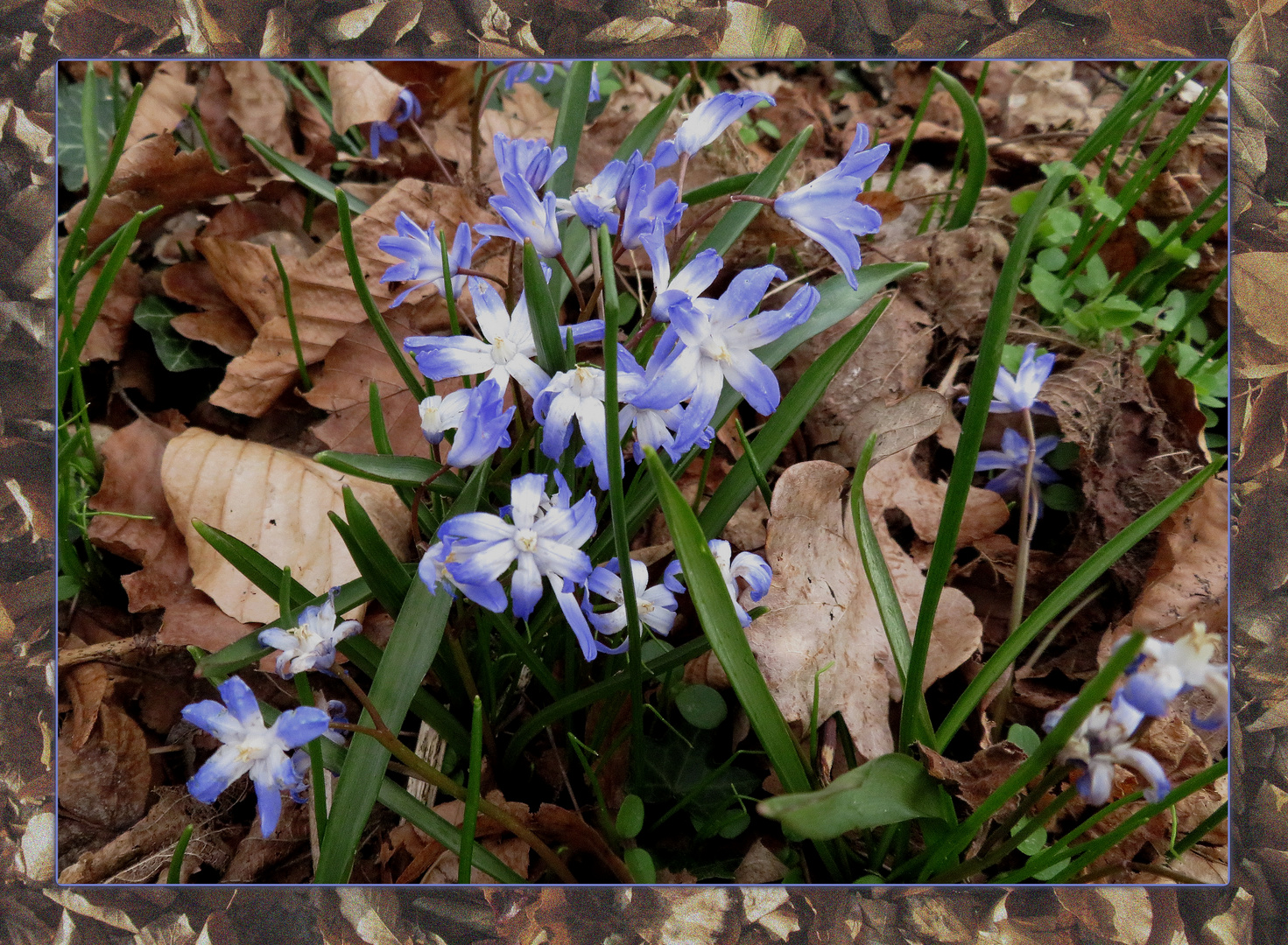 Blaue Blümchen 