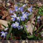 Blaue Blümchen 