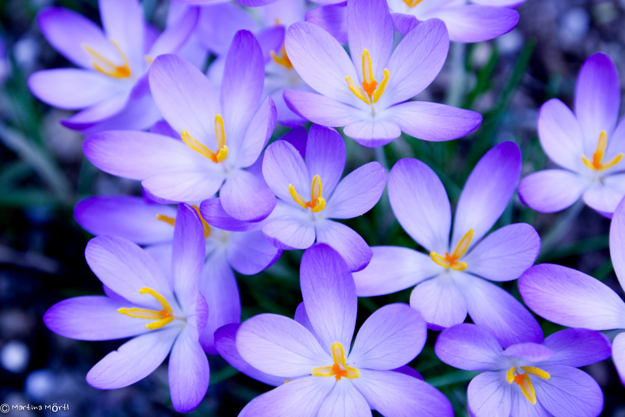 Blaue Blümchen