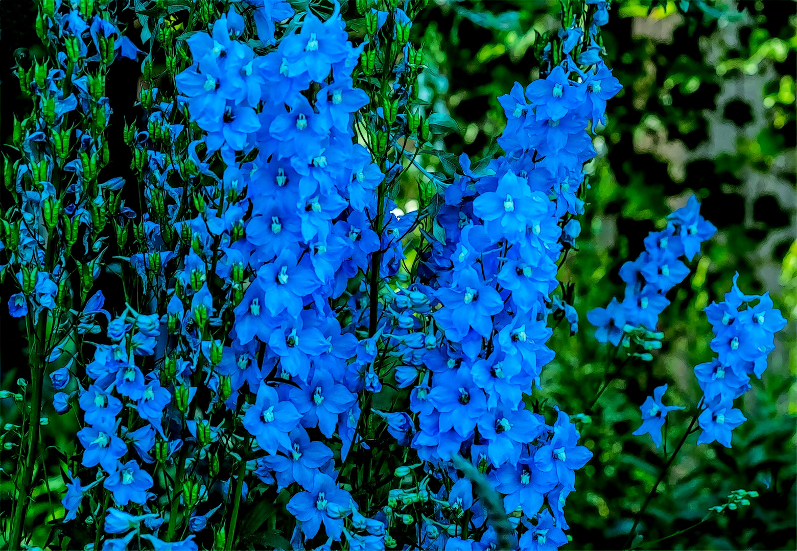 Blaue Blümchen