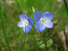 blaue blümchen