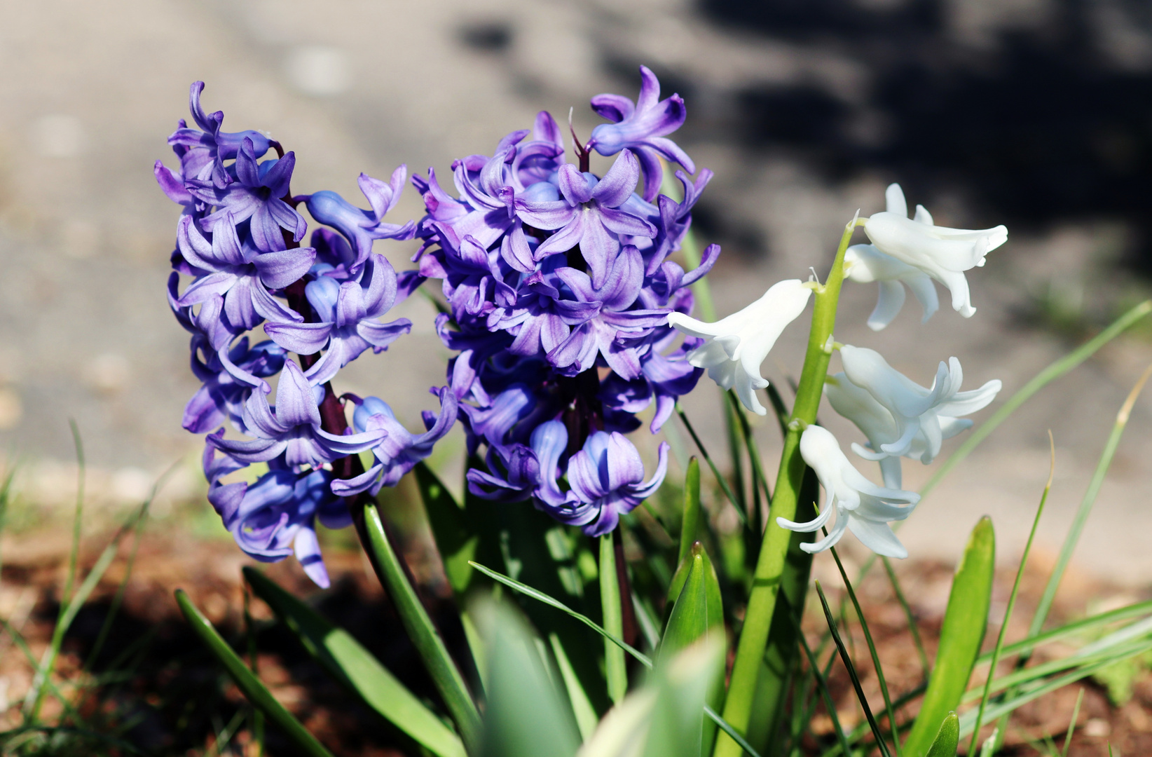 blaue Blümchen