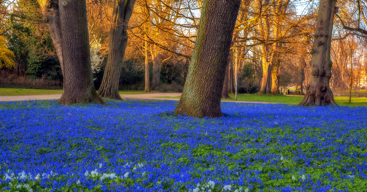 Blaue Blümchen ...