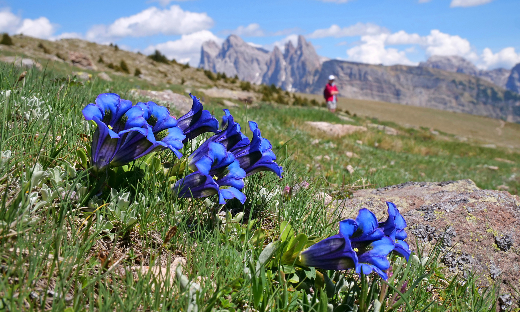 Blaue Blümchen