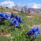 Blaue Blümchen