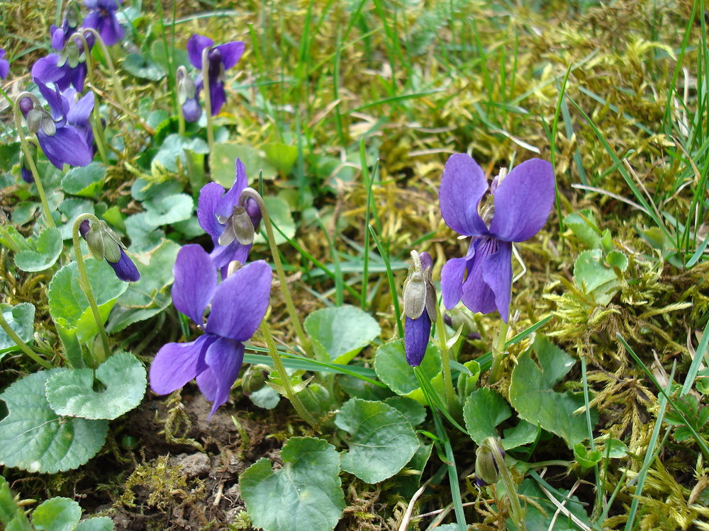 Blaue Blümchen