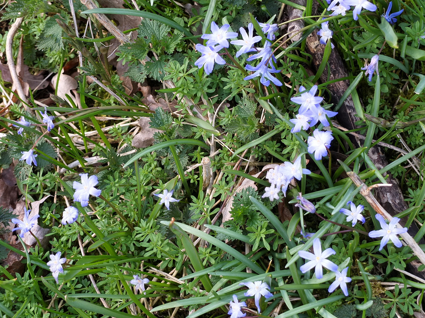 blaue Blümchen