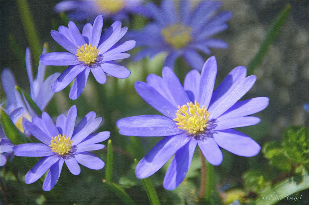 blaue Blümchen