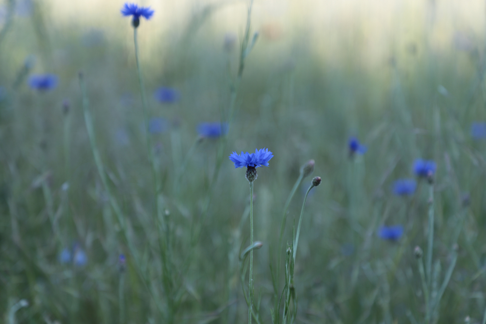 +++Blaue Blümchen+++