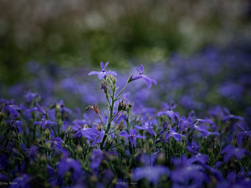 blaue Blümchen