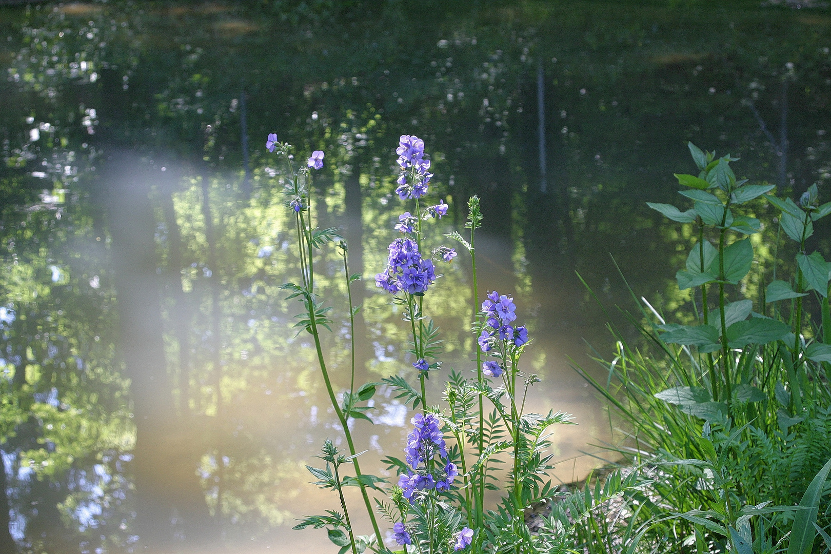 blaue Blümchen...