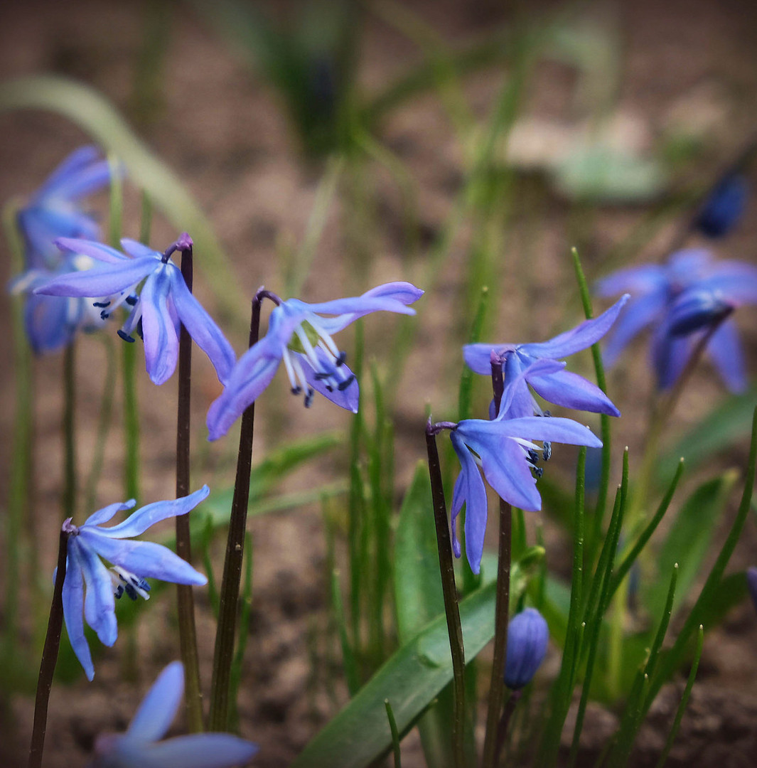 Blaue Blümchen ...