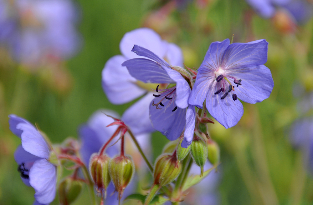 blaue BLÜMCHEN