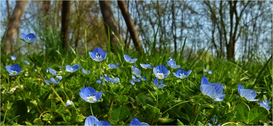 Blaue Blümchen