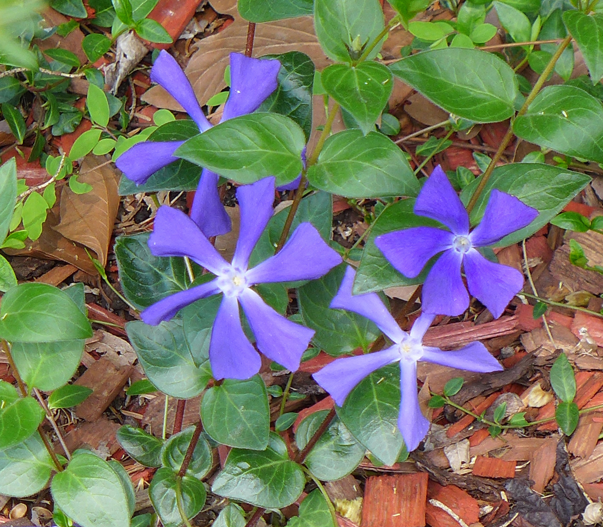 Blaue Blümchen am Blauen Montag