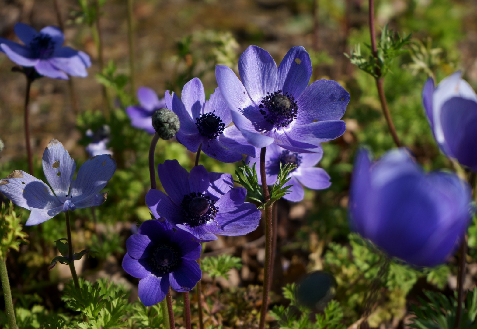 blaue Blümchen am Wegesrand