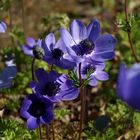 blaue Blümchen am Wegesrand