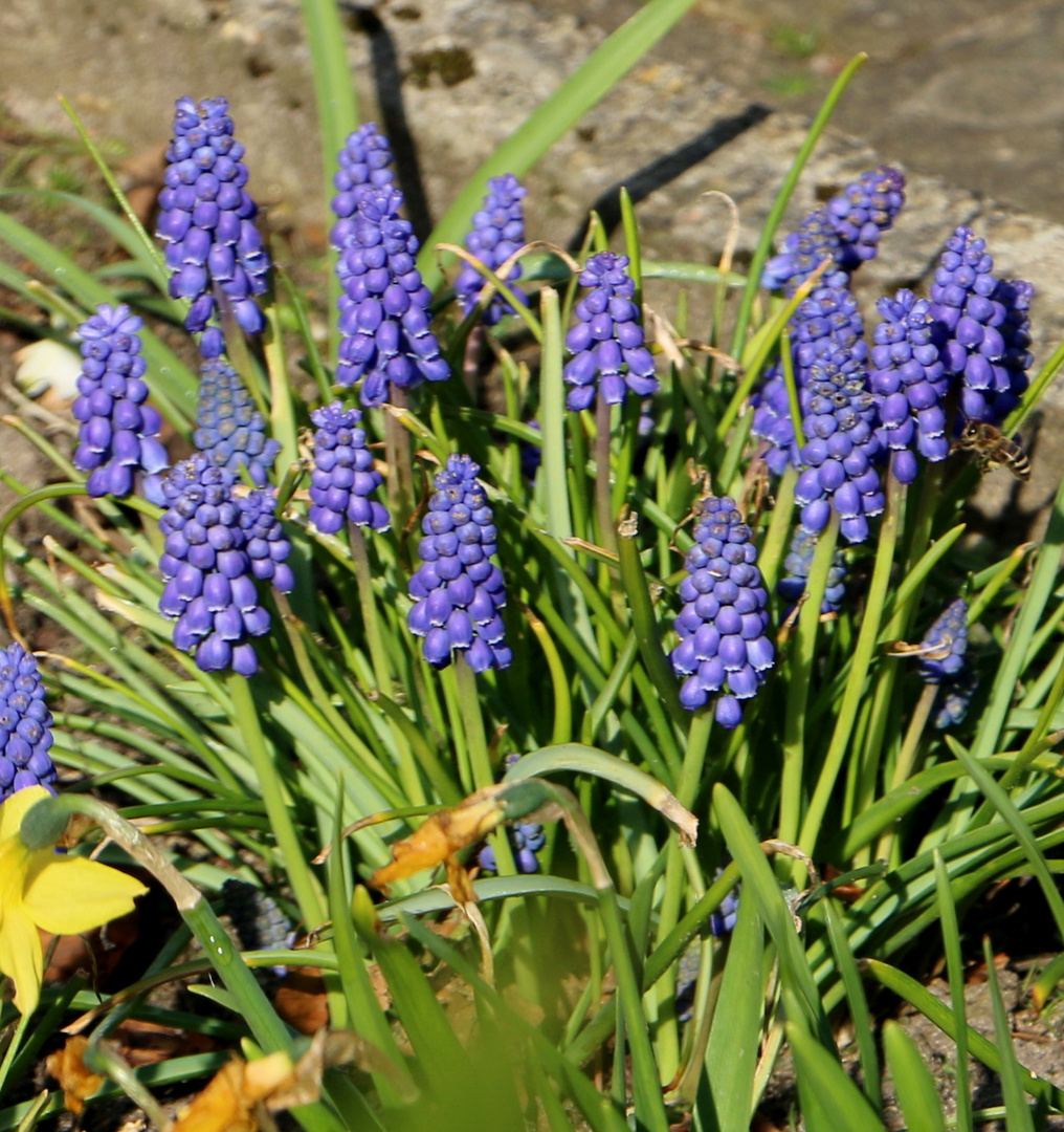 Blaue Blümchen