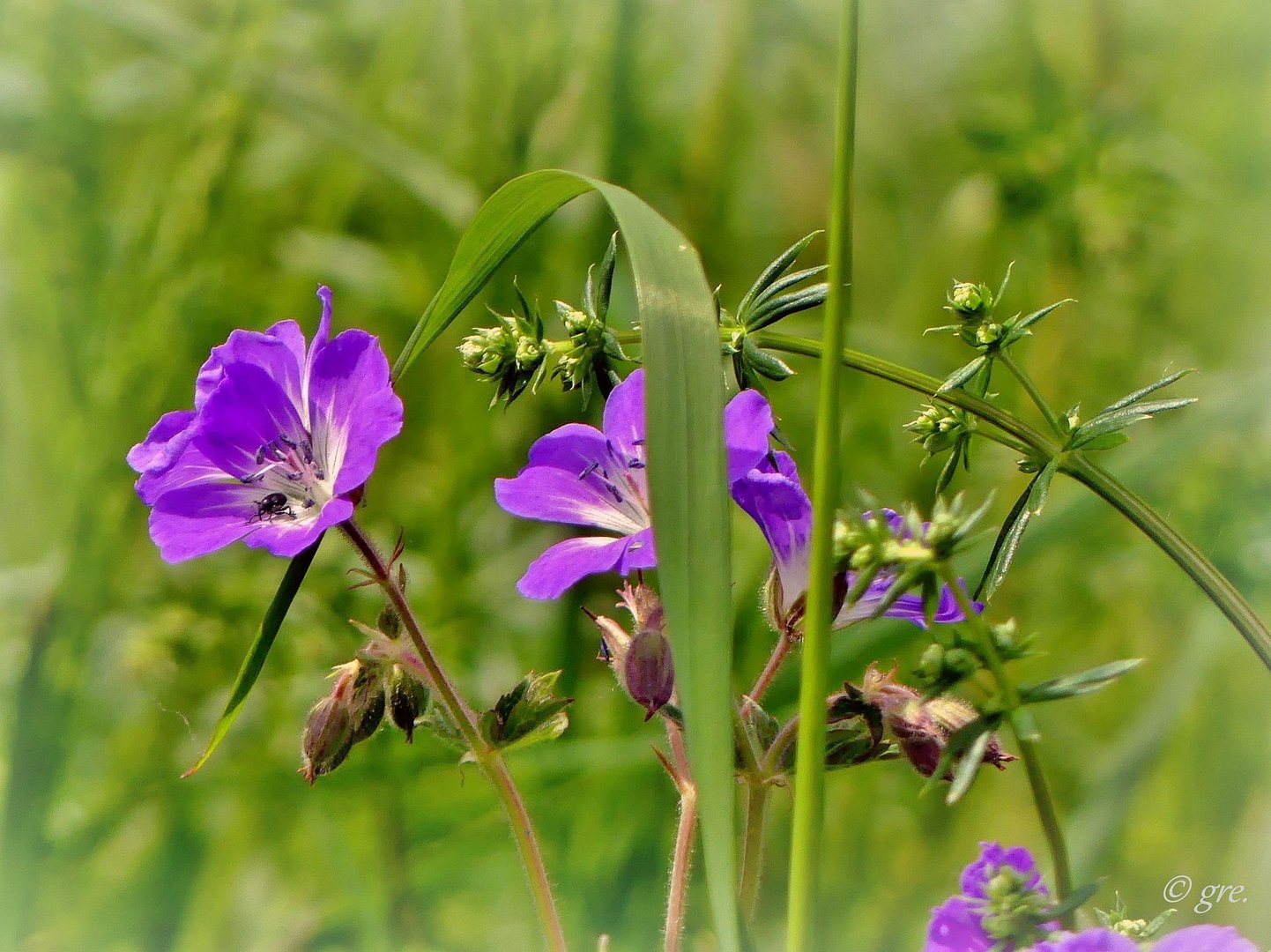 Blaue Blümchen