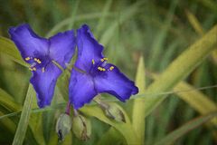 blaue Blümchen