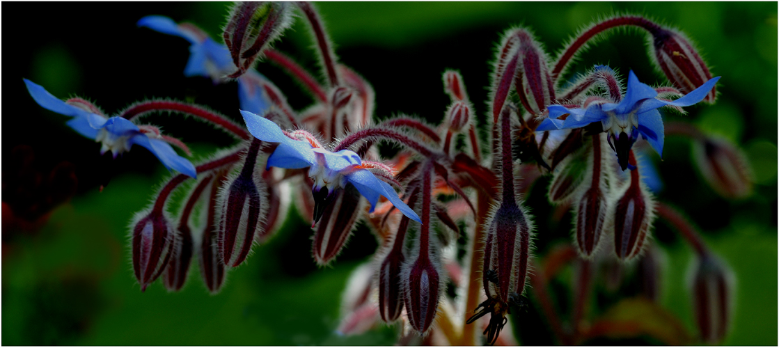 blaue bluemchen