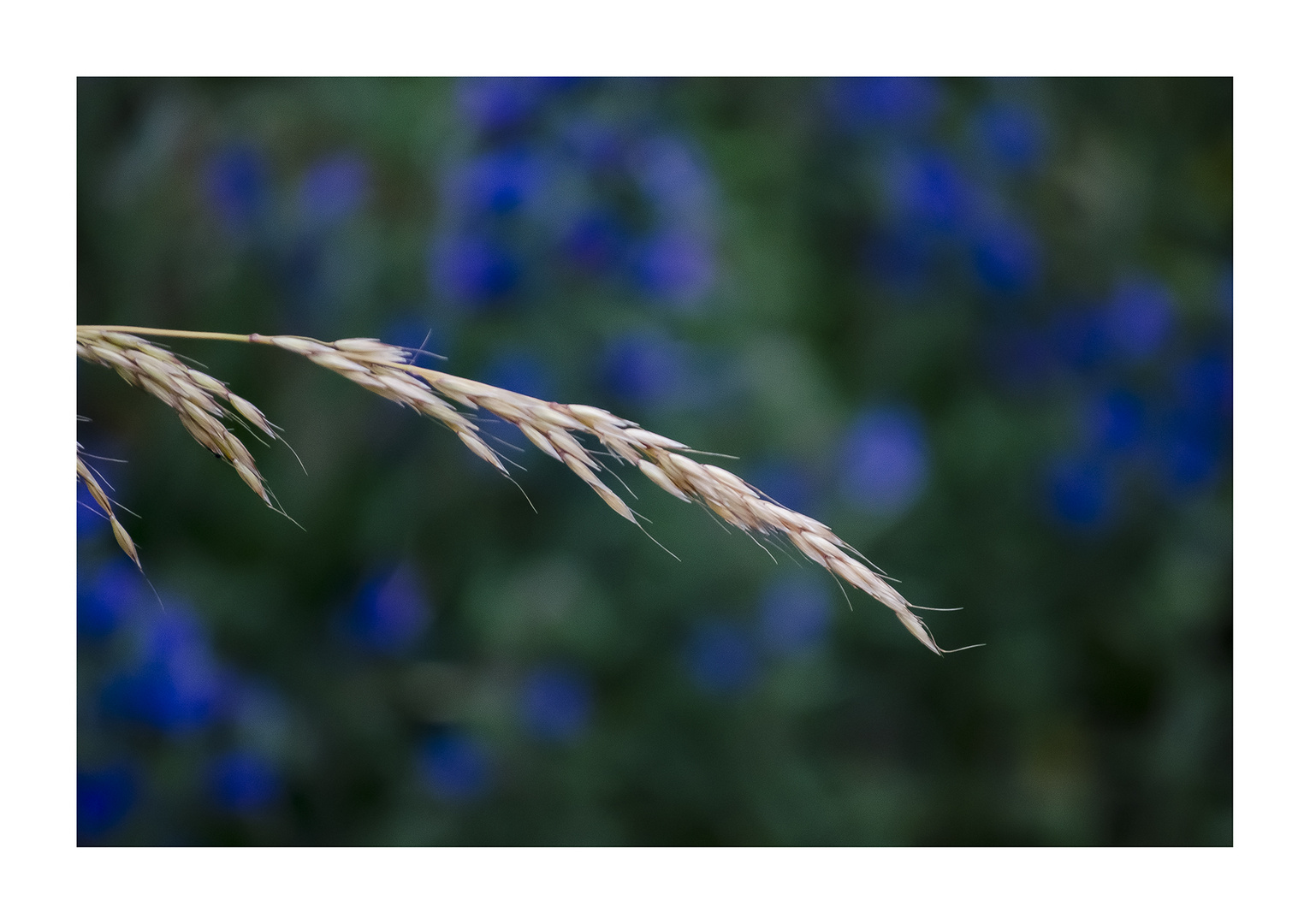 Blaue Blümchen