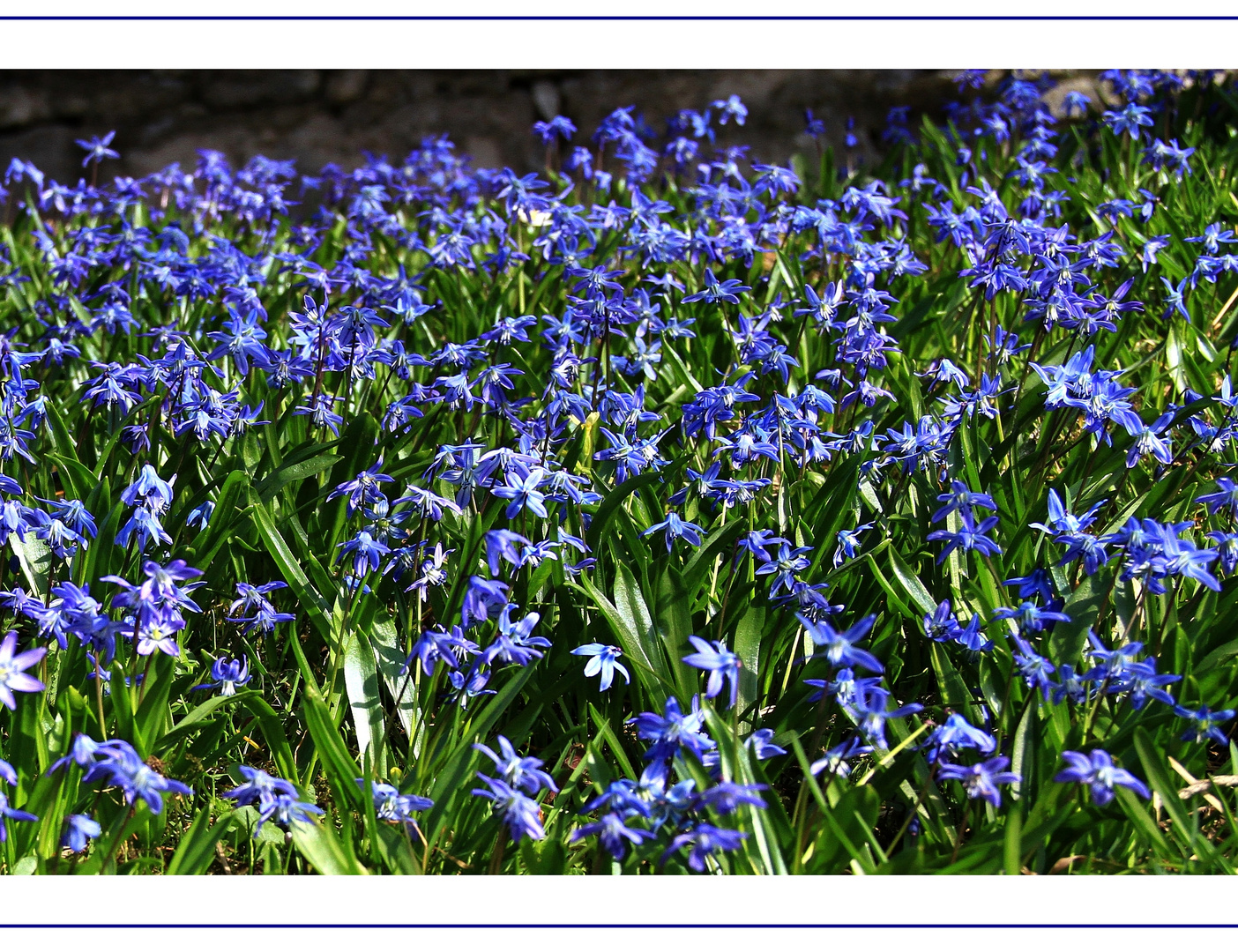 Blaue Blümchen